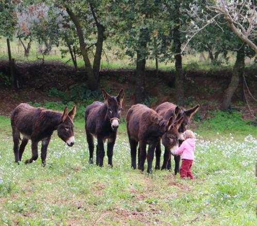 La Quercia e l'Asino - image 13
