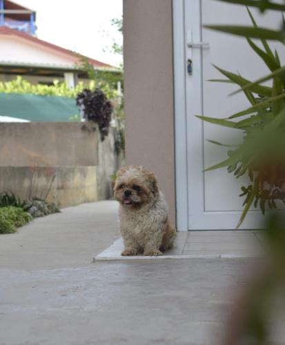 Apartment Bepo