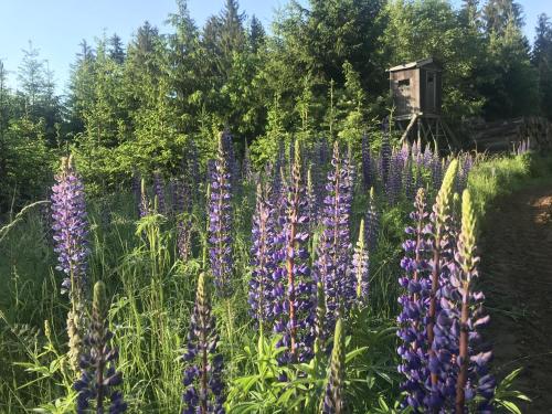 Apartmán Z.E.M. (Apartman Z.E.M.) in Nová Ves