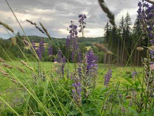 Apartmán Z.E.M. (Apartman Z.E.M.) in Nová Ves