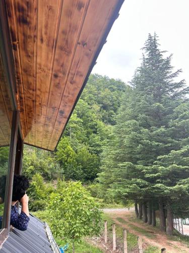 WoodStar/ტყის ვარსკვლავი, Ambrolauri (Foto 4)