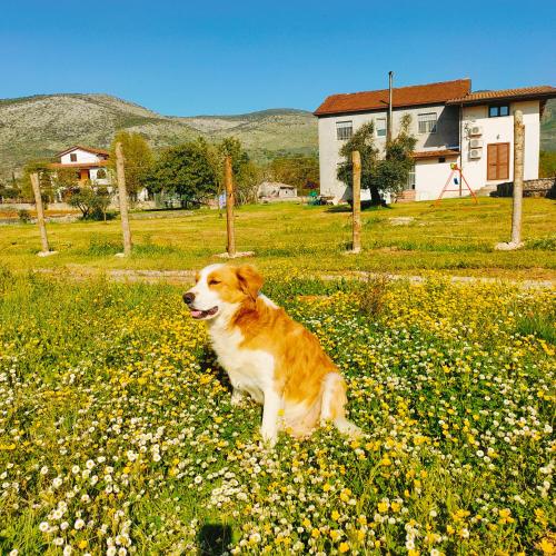 Apkārtne, B&B La Coccinella in Amaseno