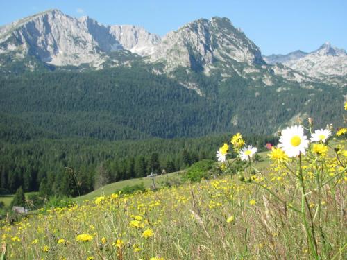Lingkungan sekitar, Apartments & Rooms Vitko in Zabljak