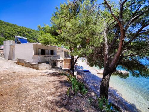 Robinson Borik - image 13
