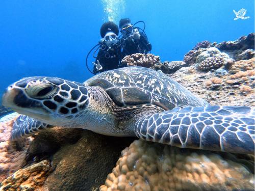 Sports and activities, Tube18 in Green Island