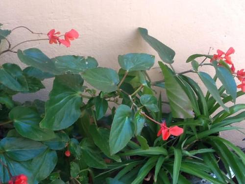 House very well located in the Centro Histrico on a calm street in Querétaro, Mexico