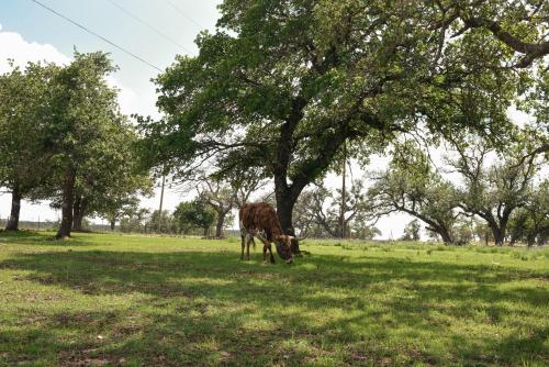 Best Little Fredericksburg Texas Bed And Breakfast