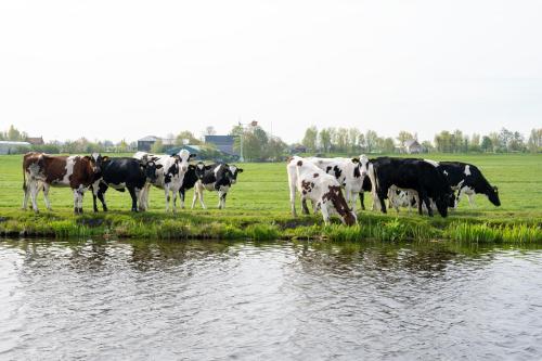  4 to 6 persons Tulpenacker waterfront in Roelofarendsveen