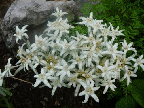 Ferienwohnung Amann Ferienwohnung Amann