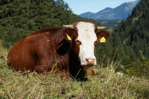 Ferienwohnung Amann Ferienwohnung Amann