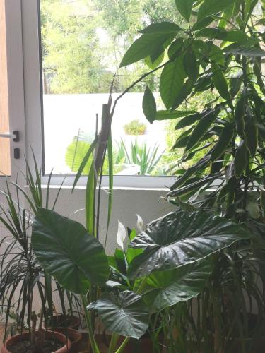 Dream House - image 13