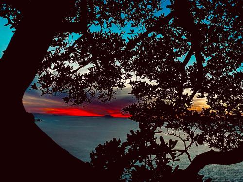 Bonsai, Tropea (zdjęcie 2)