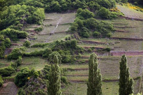 Ernst Clüsserath Weingut & Weinhotelchen - image 13