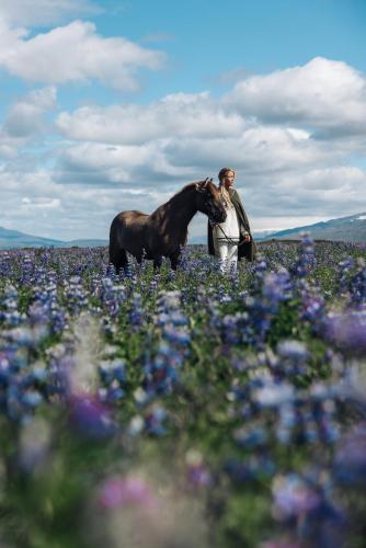 Sleeping with the Horses in Budarholshverfi