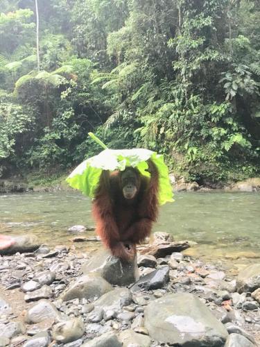 Sumatra Jungle Trek In & Orangutan Trips