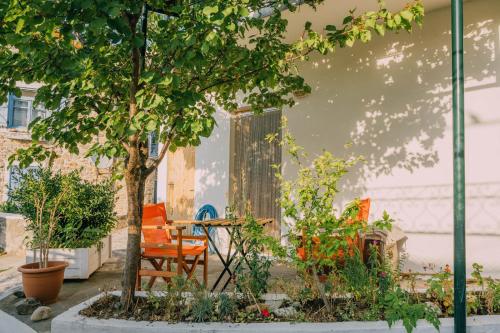The apricot tree studio