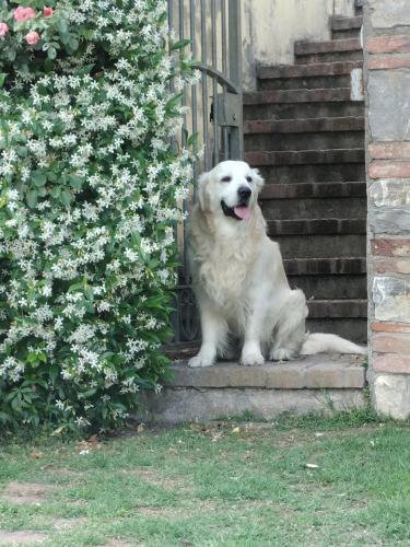  Il gelsomino in Lucignano