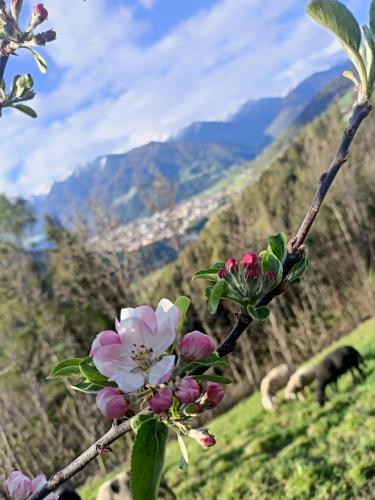 Schallerhof Sterzing - Deine Auszeit mit Ausblick in unseren Ferienwohnungen auf dem Bauernhof in Südtirol