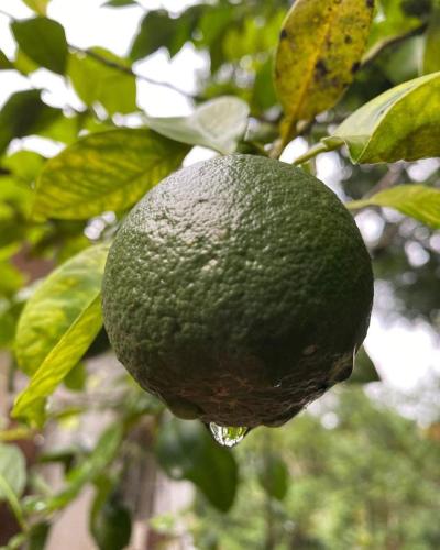 Uitzicht, Vasthyam in Kenichira