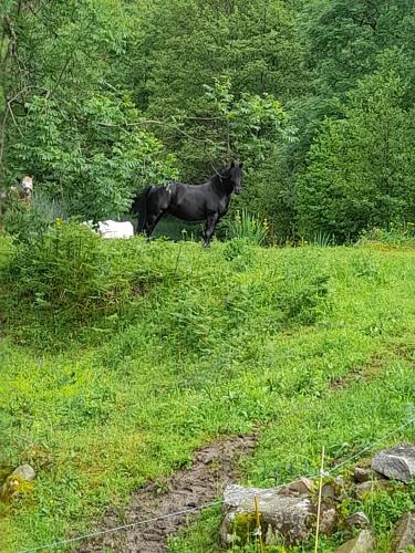 Gîte en pleine nature accès 4x4 ou à pied