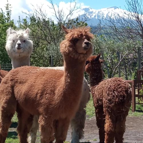 Alpaca Etna Rooms da Mariagiovanna Linguaglossa