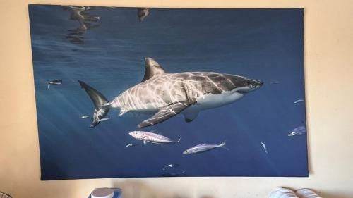 Bungalows Las Palmas Cabo Pulmo in La Ribera