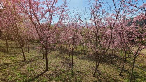 Bližnja okolica, 山林間 - 露營 旅居 Camping & BNB in forests 需先匯款完成預訂 in Okrožje Taian