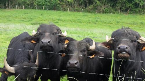 Séjour à la ferme