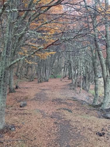 Bosque Holístico del Fin del Mundo