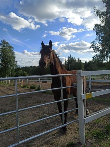 BB Polle - with the horse view, Mikkeli