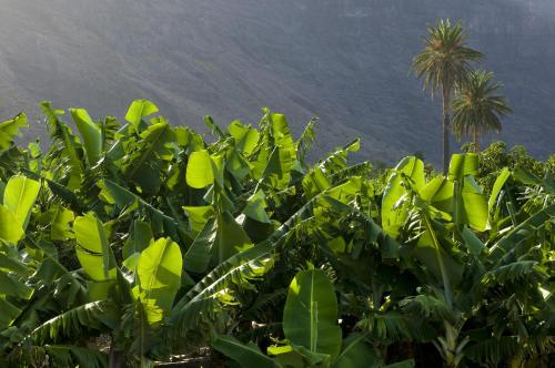 Hotel Playa Calera - image 9