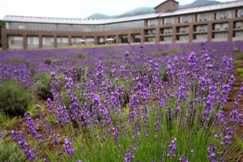 Furano Hotel