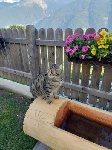  Gurschlerhof in Laas