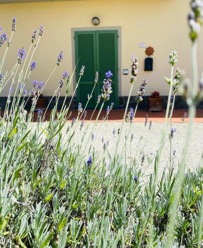 La Casina di Nonno Enzo - Vinci