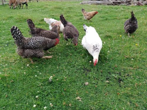 Green View Lodges - image 5