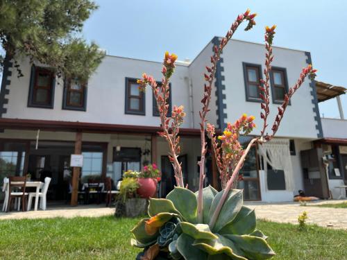Vayu Hotel&Tiny Houses
