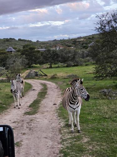 Garden Route Safari Camp