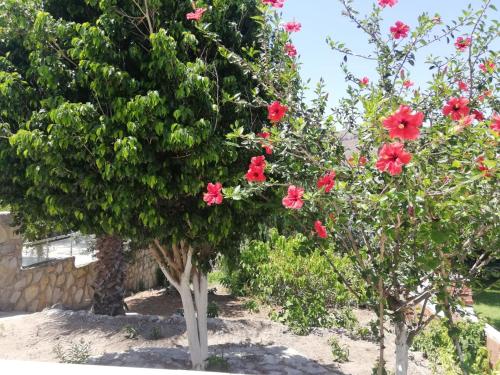 House with garden in Bodrum