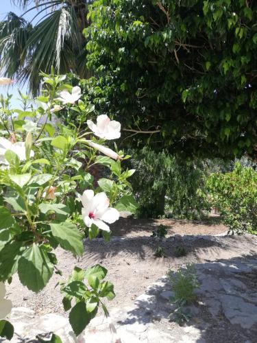 House with garden in Bodrum