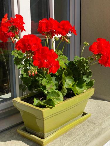B&B tannen124 - image 4