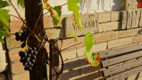 Juhfark Apartman Varsádi Wineyard