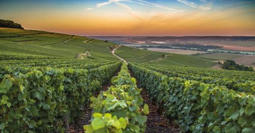 Tegevused, L´Oranger in Saint-Pere (Bourgogne)