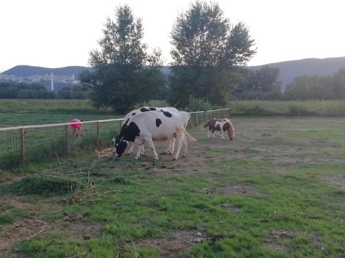 Agriturismo Tenuta Filippi