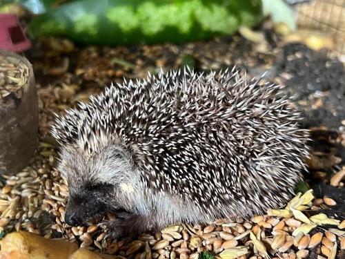 Arman Bed and Breakfast in Halidzor