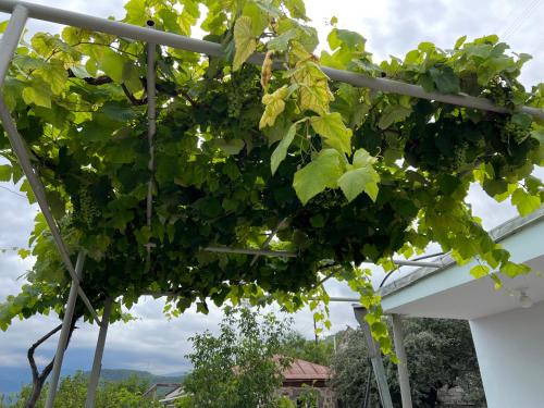 Arman Bed and Breakfast in Halidzor