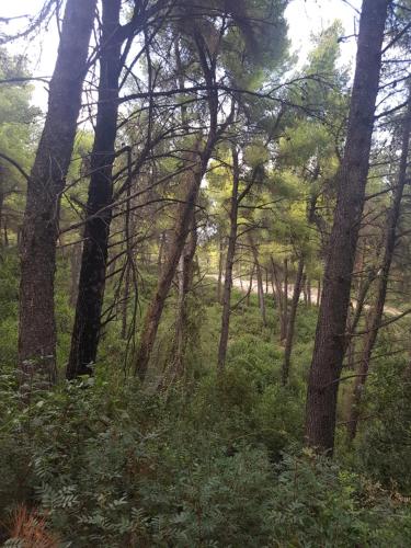 Sani forest house Sani forest house