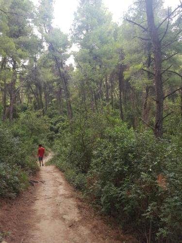 Sani forest house Sani forest house