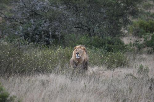 Garden Route Safari Camp