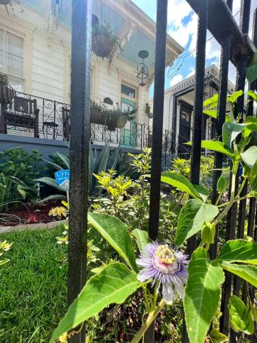 Luxury Historic Shotgun Home in Lower Garden District