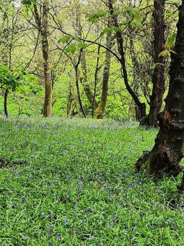 The Meadow in Beaudesert